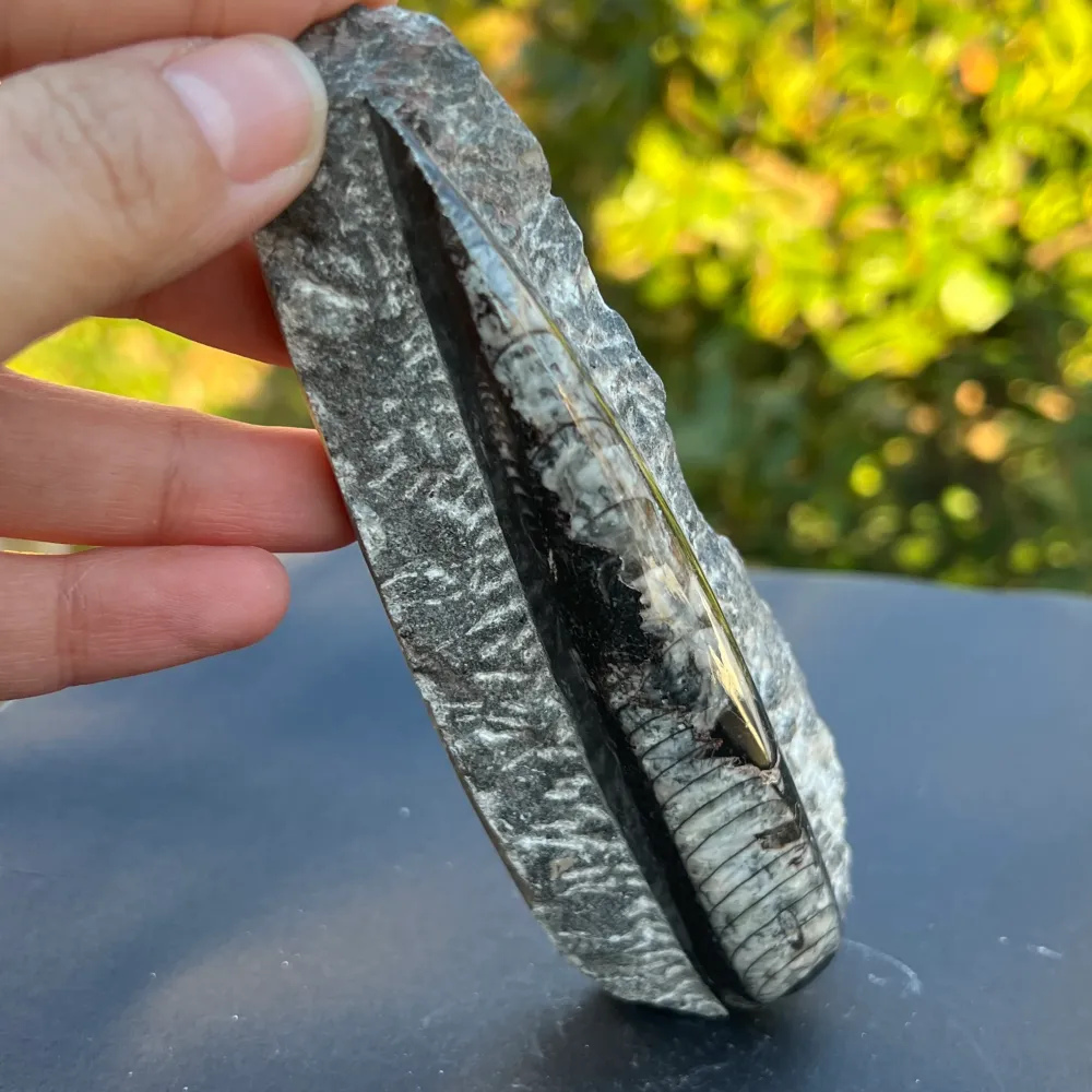 Model Fossil Orthoceras 8