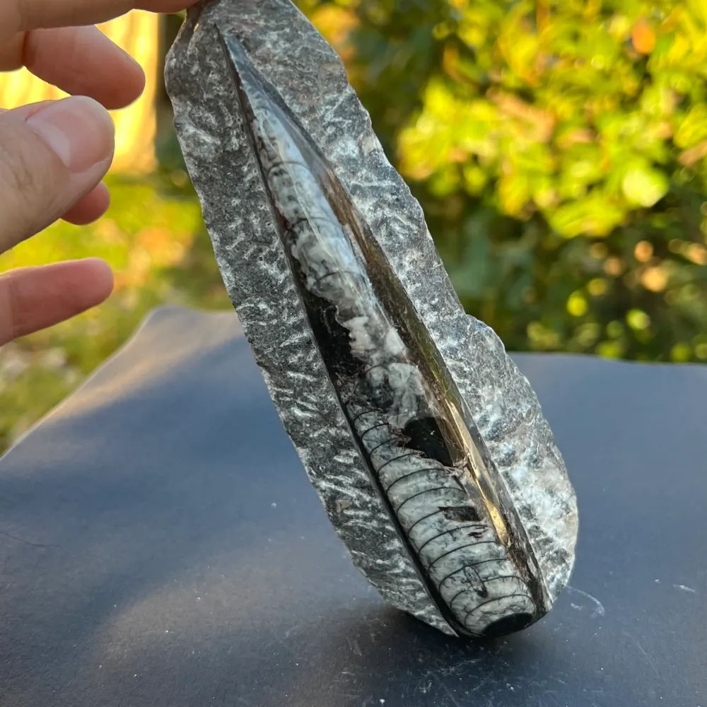 Model Fossil Orthoceras 8