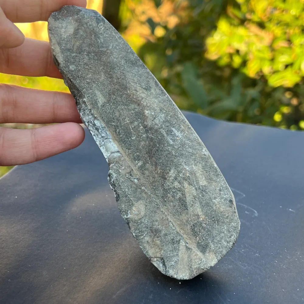 Model Fossil Orthoceras 8