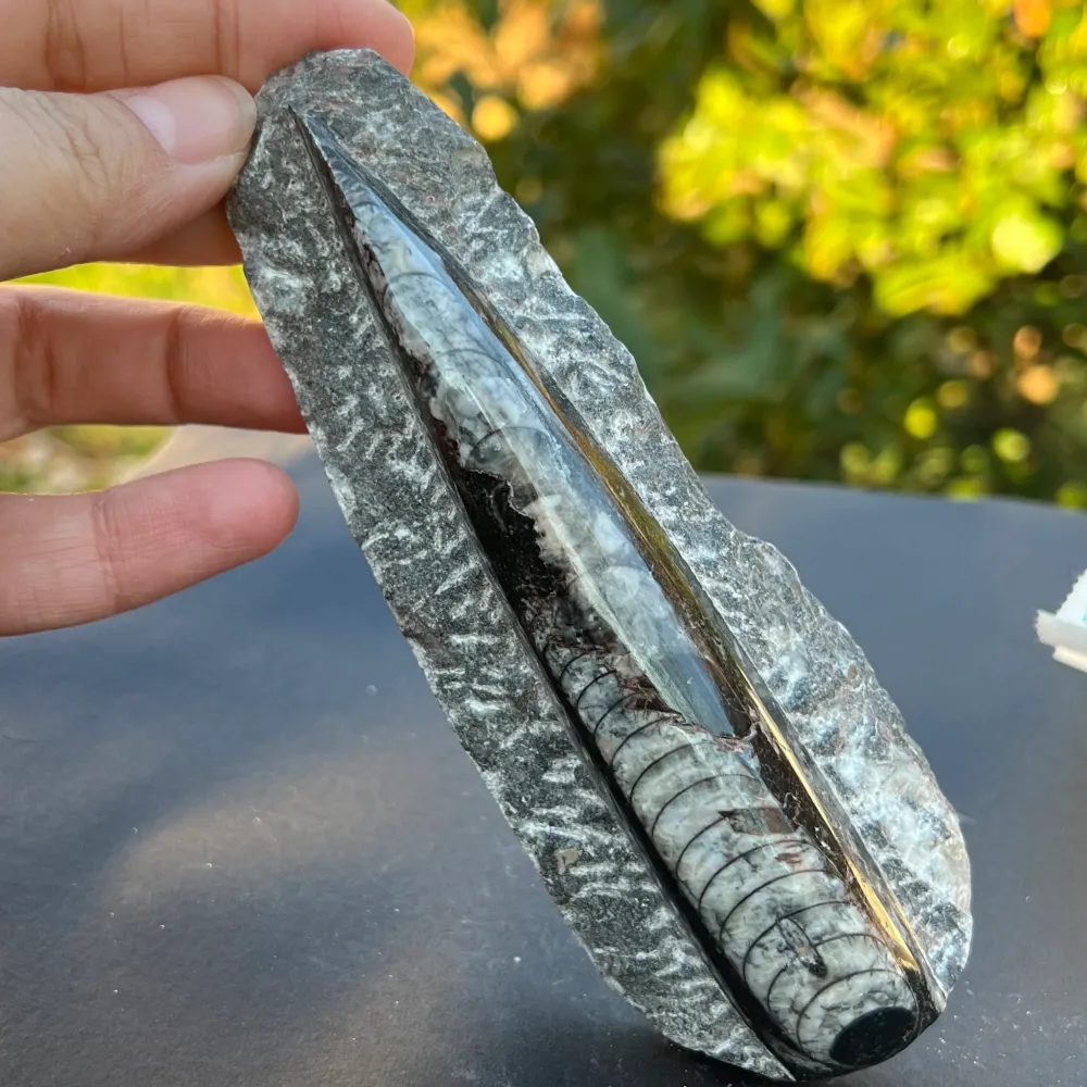 Model Fossil Orthoceras 8
