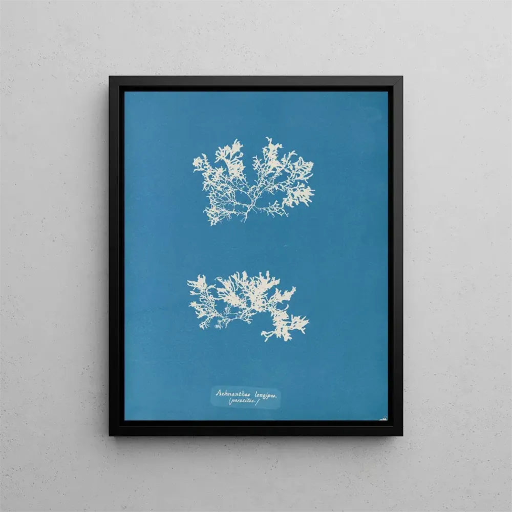 Obraz Achnanthes longipes parasite - Anna Atkins | Druk artystyczny