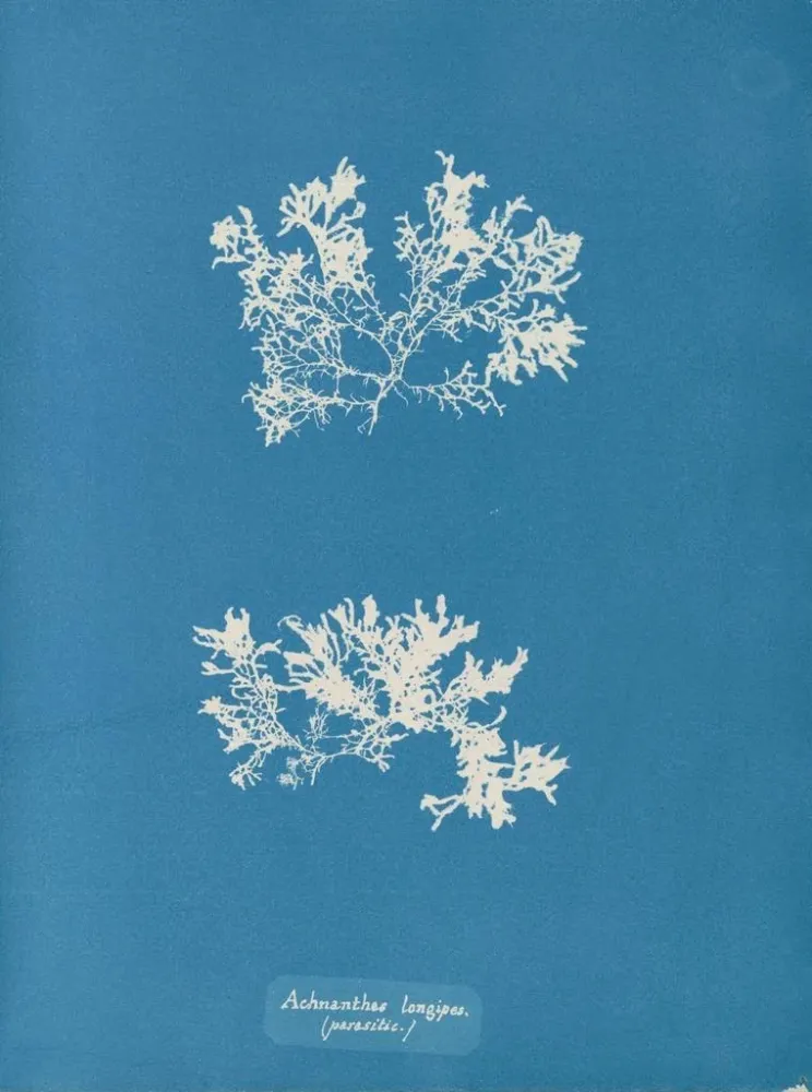 Obraz Achnanthes longipes parasite - Anna Atkins | Druk artystyczny