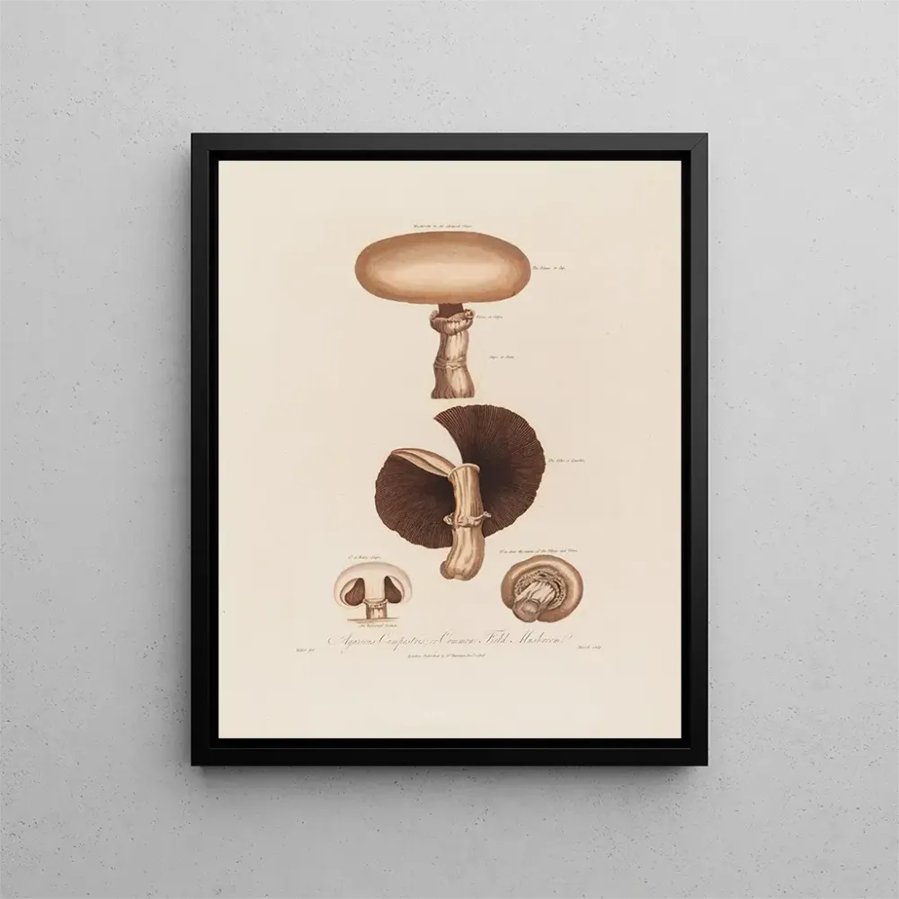 Obraz Agaricus campestris ou champignon de champ - Robert John Thornton | Druk artystyczny
