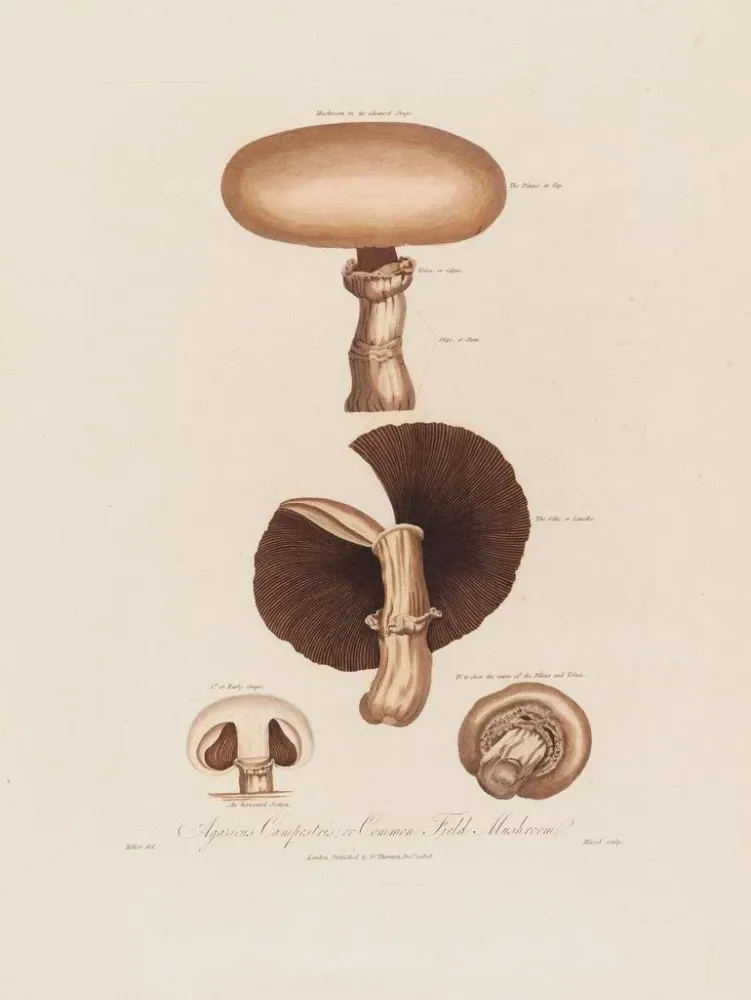 Obraz Agaricus campestris ou champignon de champ - Robert John Thornton | Druk artystyczny