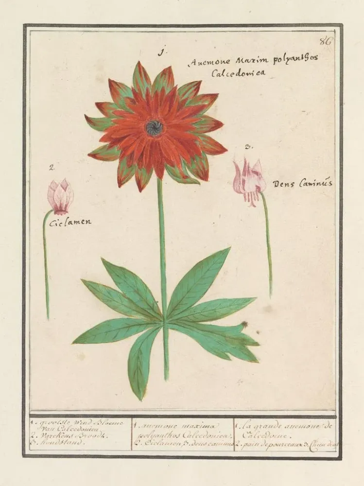 Obraz Anemoon émone cyclaam Cyclamen i dogstand Erythronium - Anselmus Botius de Boodt | Druk artystyczny