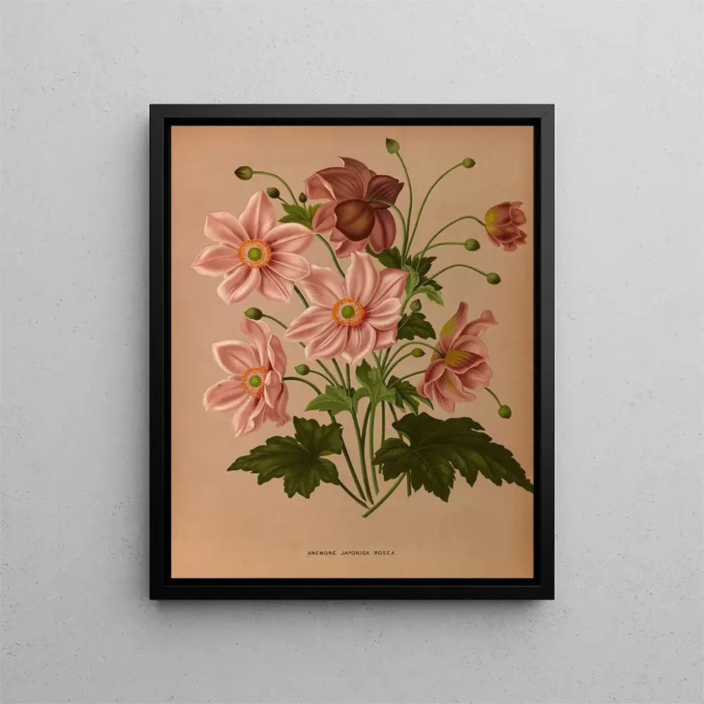 Obraz émone japonica Rosea - Arentina Hendrica Arendsen | Druk artystyczny