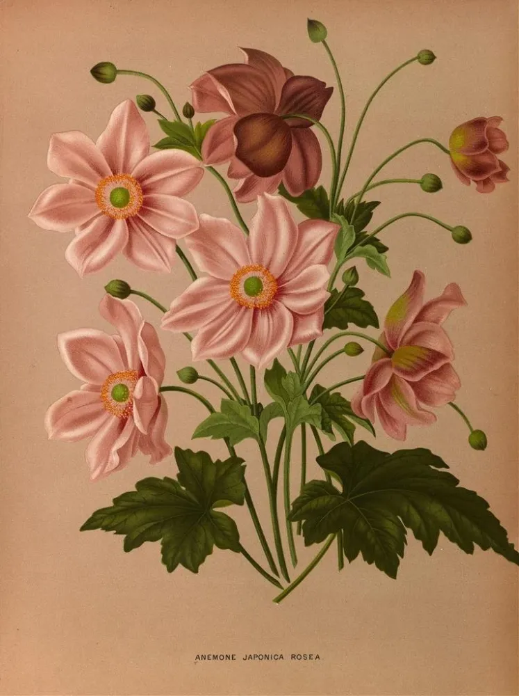 Obraz émone japonica Rosea - Arentina Hendrica Arendsen | Druk artystyczny
