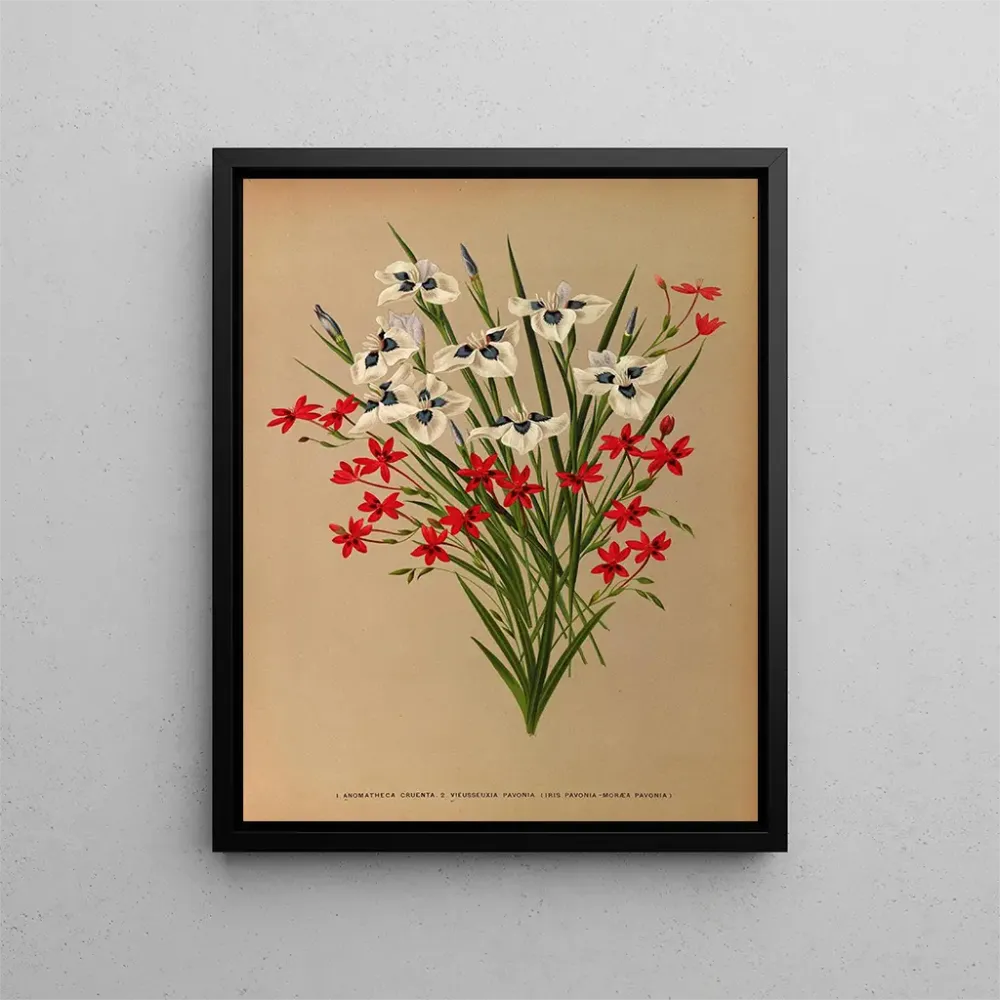 Obraz Anomatheca Cruenta, Vieusseuxia Pavonia, Iris Pavonia, Morea Pavonia - Arentina Hendrica Arendsen | Druk artystyczny