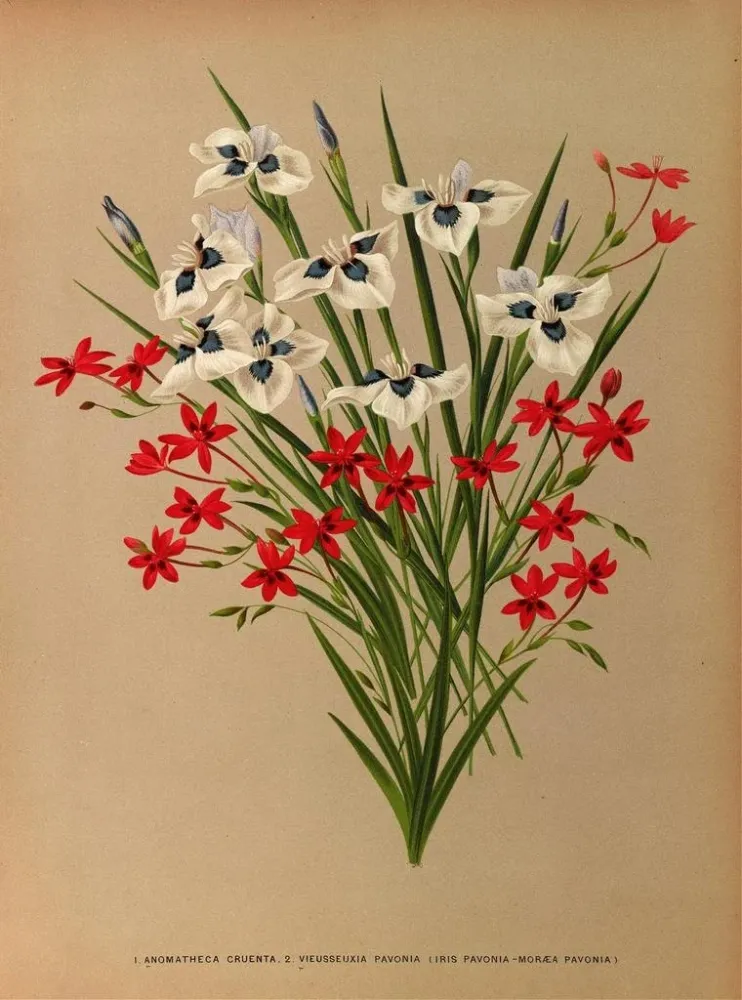 Obraz Anomatheca Cruenta, Vieusseuxia Pavonia, Iris Pavonia, Morea Pavonia - Arentina Hendrica Arendsen | Druk artystyczny