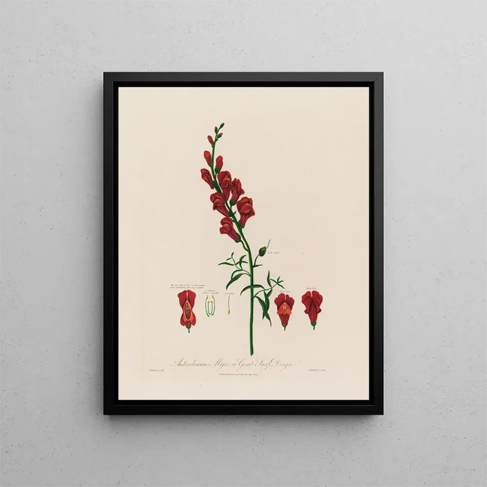 Obraz Antirrhinum majus ou grande gueule de loup - Robert John Thornton | Druk artystyczny