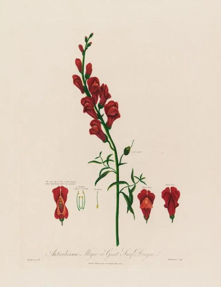 Obraz Antirrhinum majus ou grande gueule de loup - Robert John Thornton | Druk artystyczny