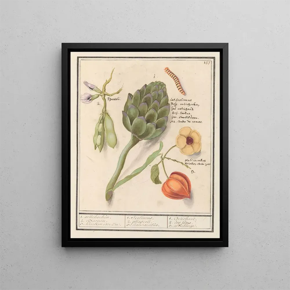 Obraz Artisjok Cynara scolymus tuinbonen Vicia faba et lampionplant Physalis - Anselmus Botius de Boodt | Druk artystyczny