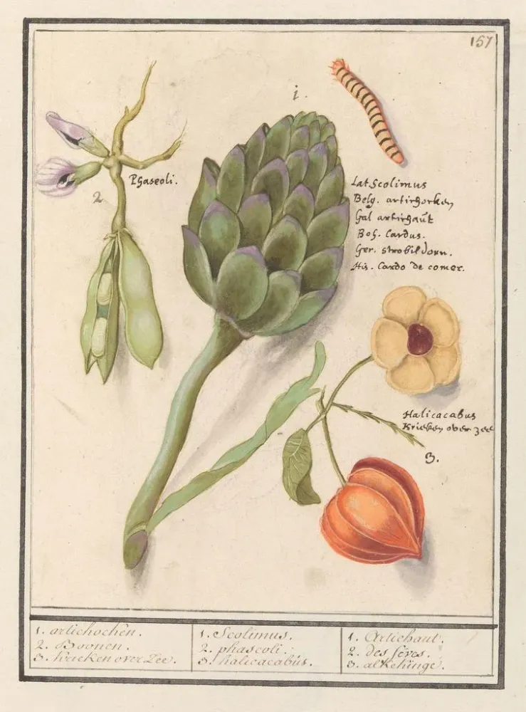 Obraz Artisjok Cynara scolymus tuinbonen Vicia faba et lampionplant Physalis - Anselmus Botius de Boodt | Druk artystyczny