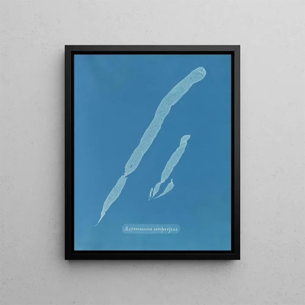 Obraz Asperococcus comprimé - Anna Atkins | Druk artystyczny