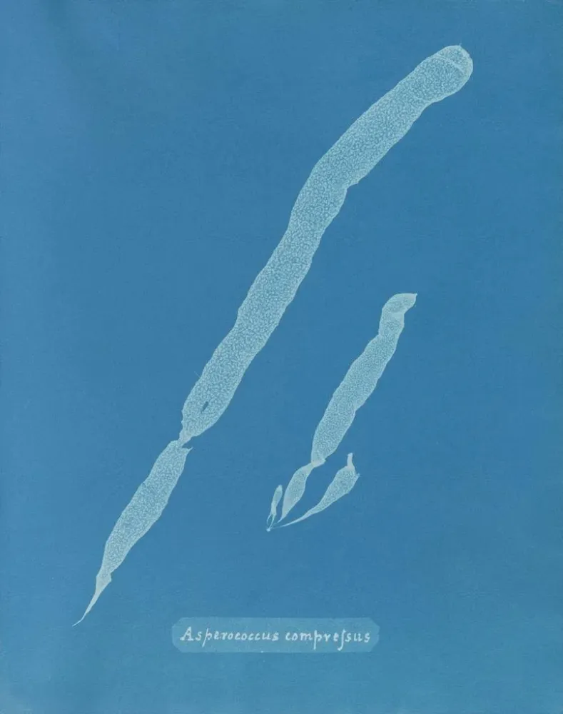 Obraz Asperococcus comprimé - Anna Atkins | Druk artystyczny