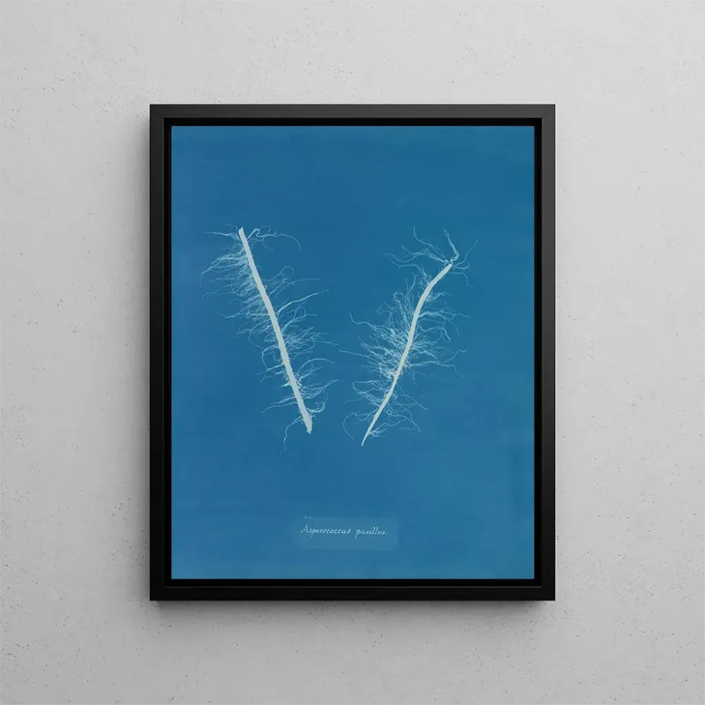 Obraz Asperococcus minor - Anna Atkins | Druk artystyczny