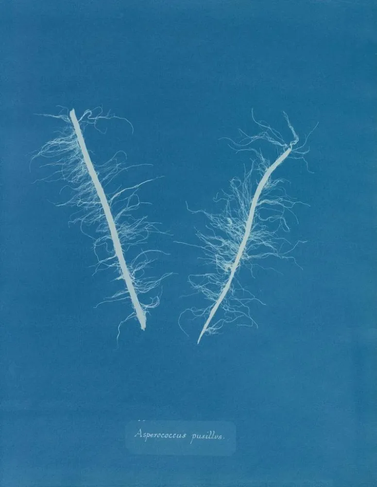 Obraz Asperococcus minor - Anna Atkins | Druk artystyczny
