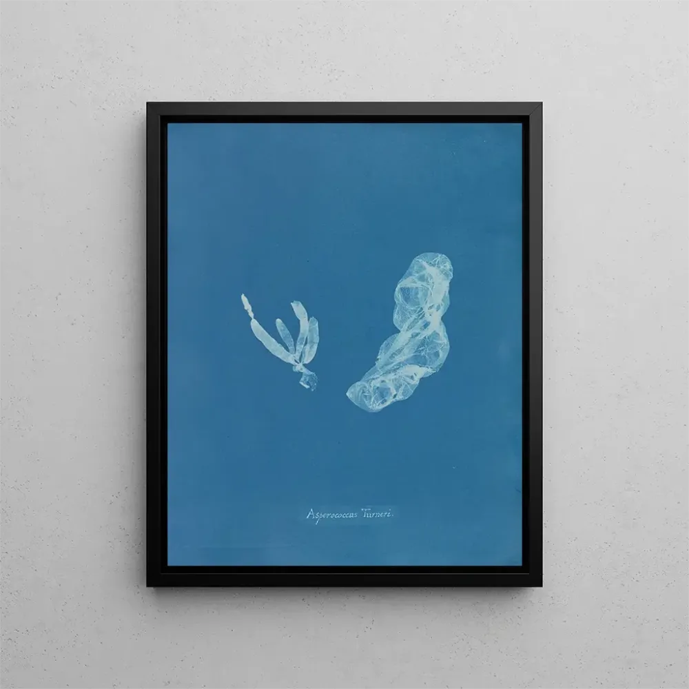 Obraz Asperococcus turneri - Anna Atkins | Druk artystyczny