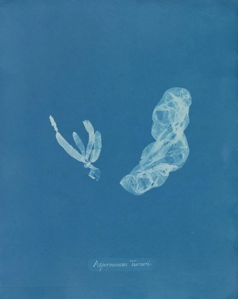Obraz Asperococcus turneri - Anna Atkins | Druk artystyczny