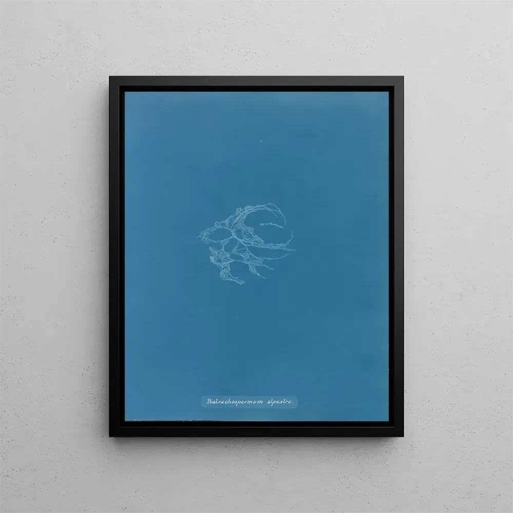 Obraz Batrachospermum alpestre - Anna Atkins | Druk artystyczny