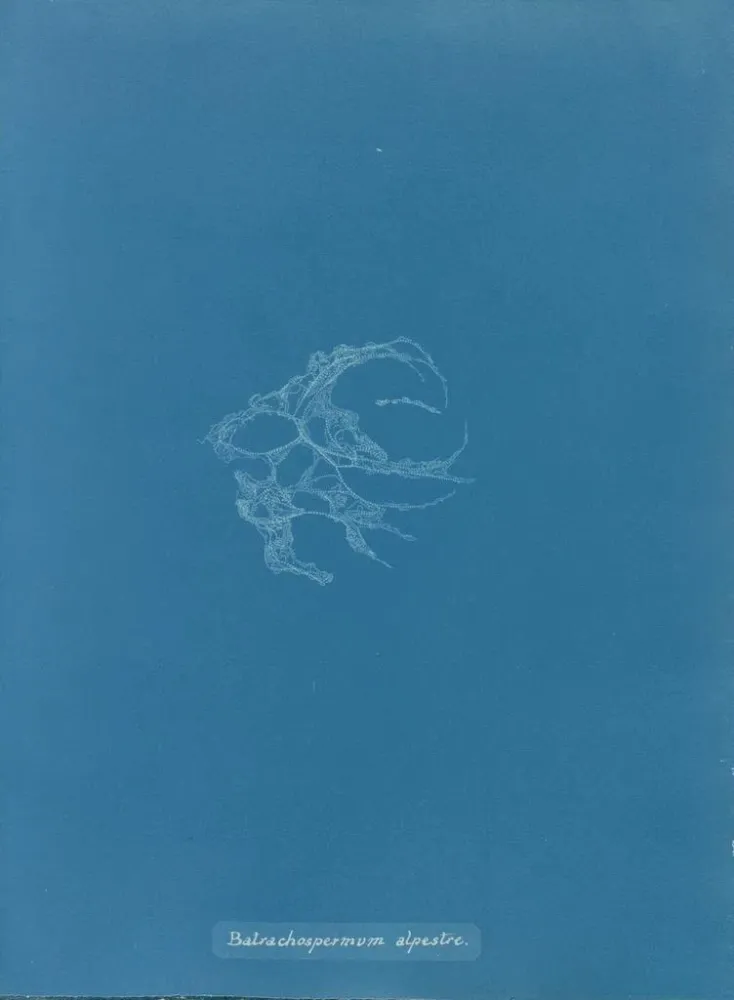 Obraz Batrachospermum alpestre - Anna Atkins | Druk artystyczny