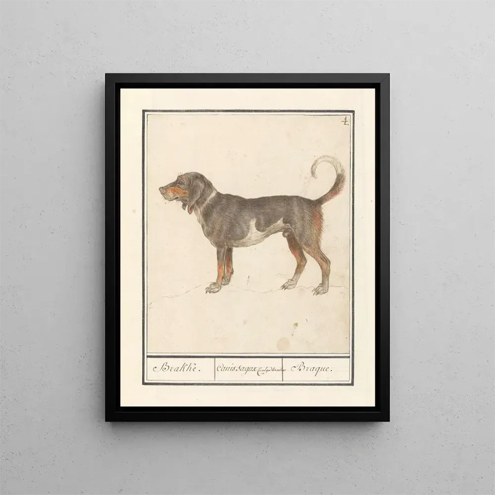 Obraz Beagle Braque du Bourbonnais Canis lupus familiaris - Anselmus Botius de Boodt | Druk artystyczny