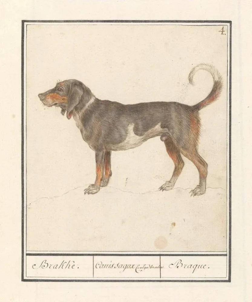 Obraz Beagle Braque du Bourbonnais Canis lupus familiaris - Anselmus Botius de Boodt | Druk artystyczny
