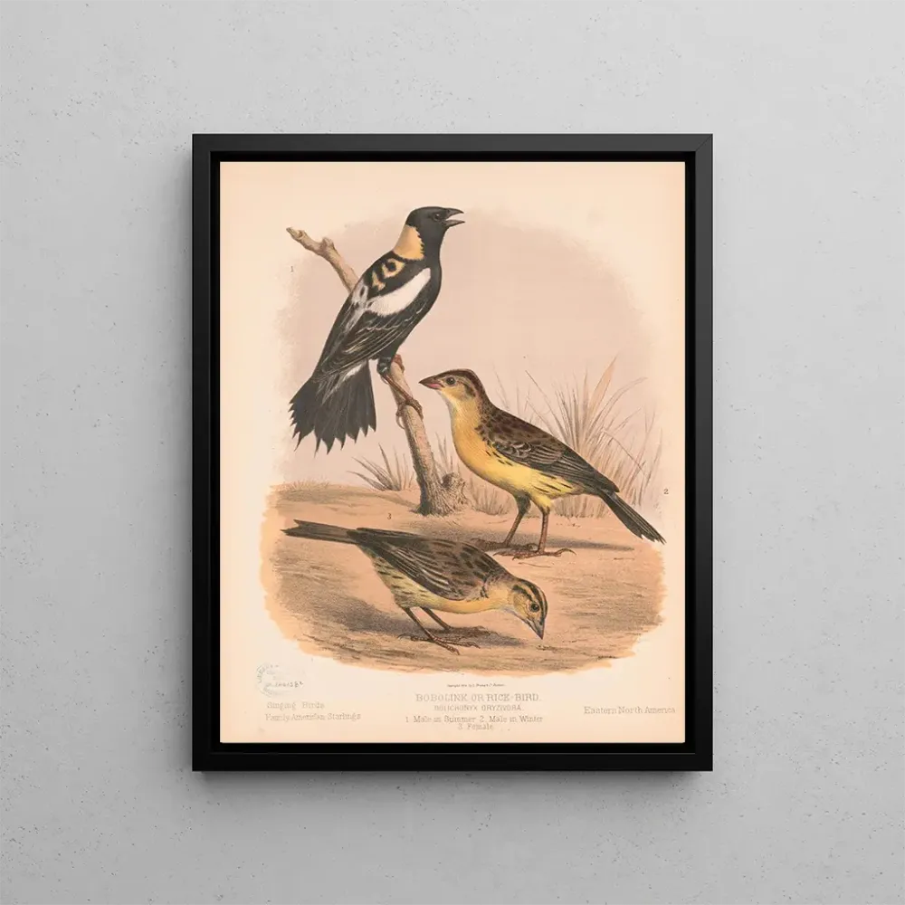 Obraz Un bobolink ou oiseau du riz, mâle en été, mâle en hiver, femelle - Louis Prang Co | Druk artystyczny