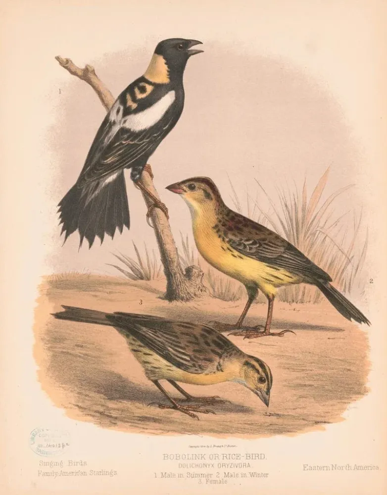 Obraz Un bobolink ou oiseau du riz, mâle en été, mâle en hiver, femelle - Louis Prang Co | Druk artystyczny