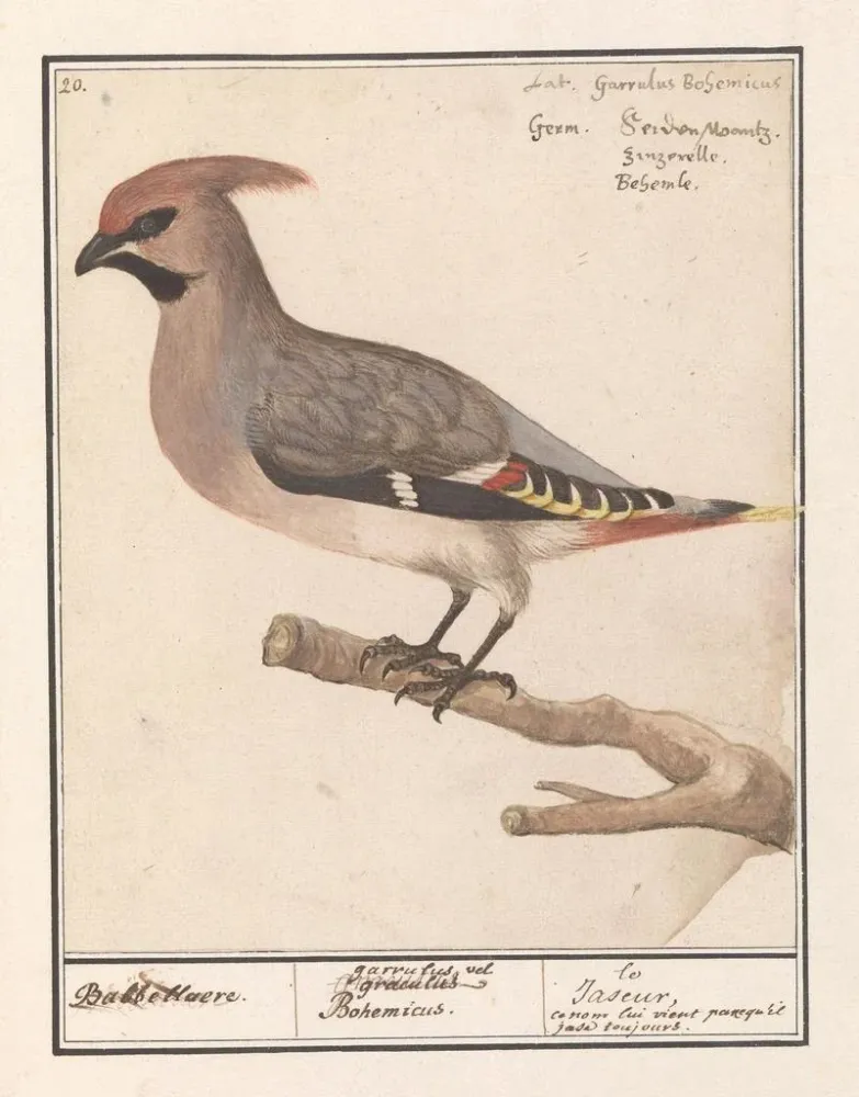 Obraz Bombycilla Pestvogel bavarde - Anselmus Botius de Boodt | Druk artystyczny