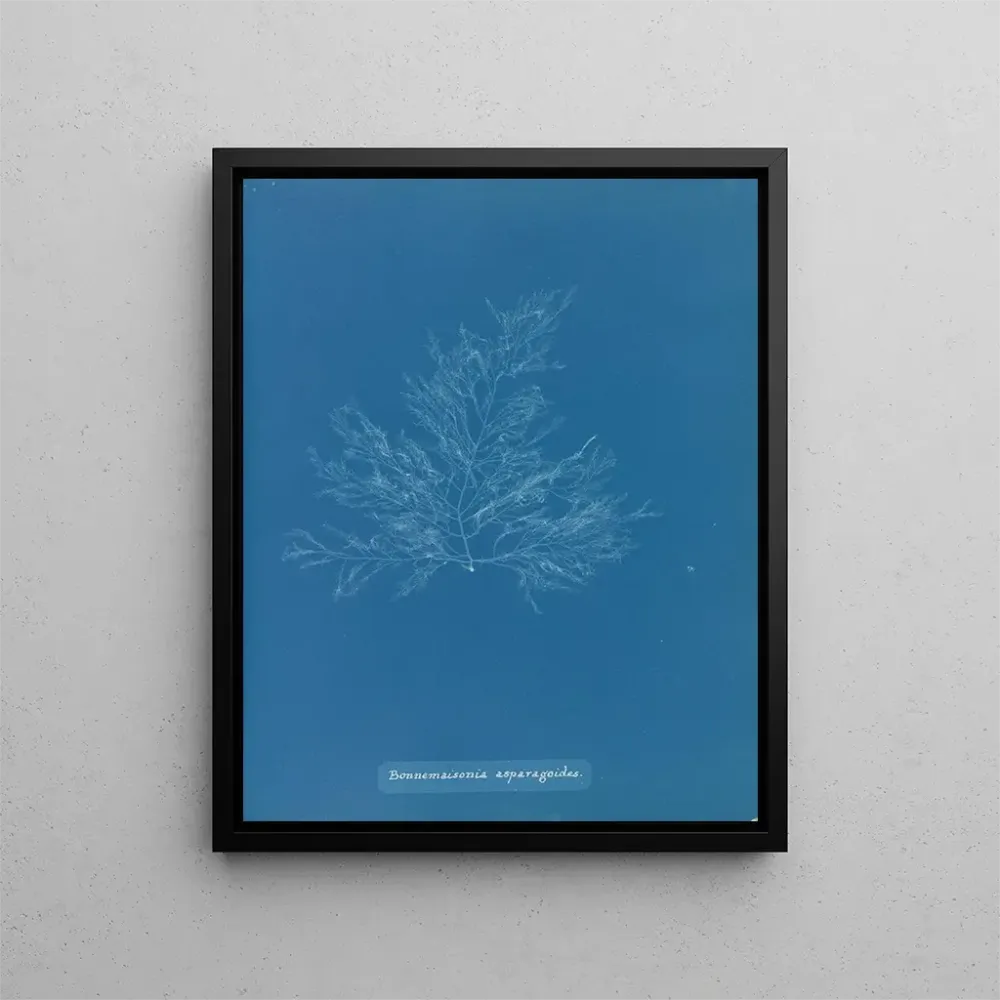 Obraz Bonnemaisonia asparagoides - Anna Atkins | Druk artystyczny
