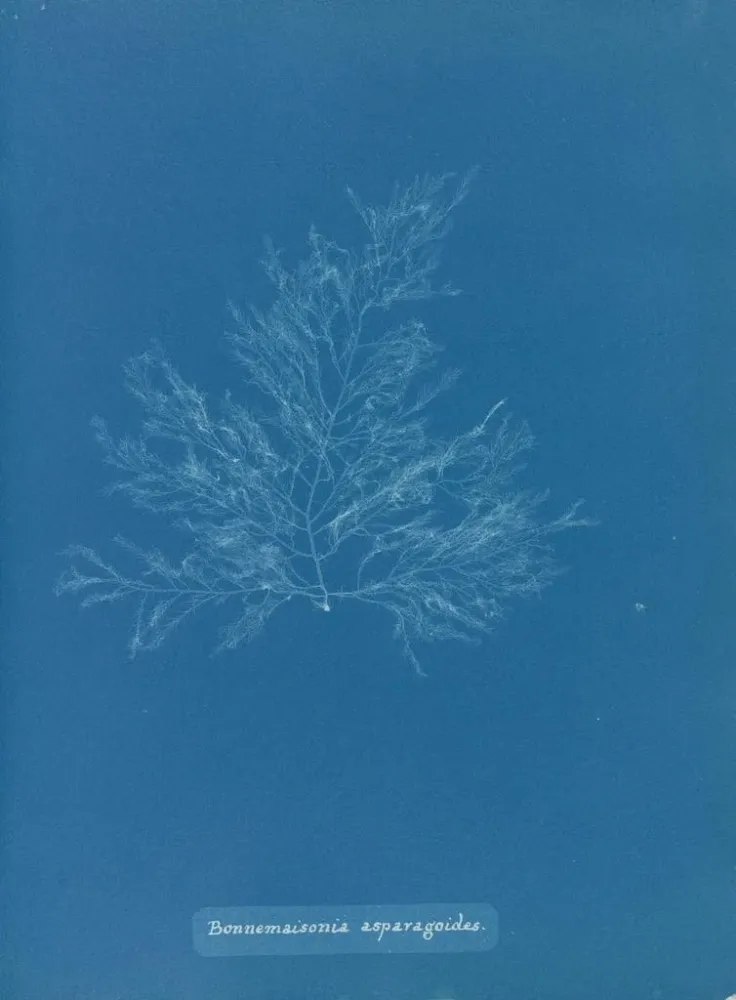 Obraz Bonnemaisonia asparagoides - Anna Atkins | Druk artystyczny