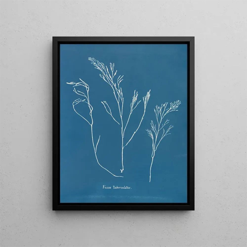 Obraz Bourdon tuberculeux - Anna Atkins | Druk artystyczny