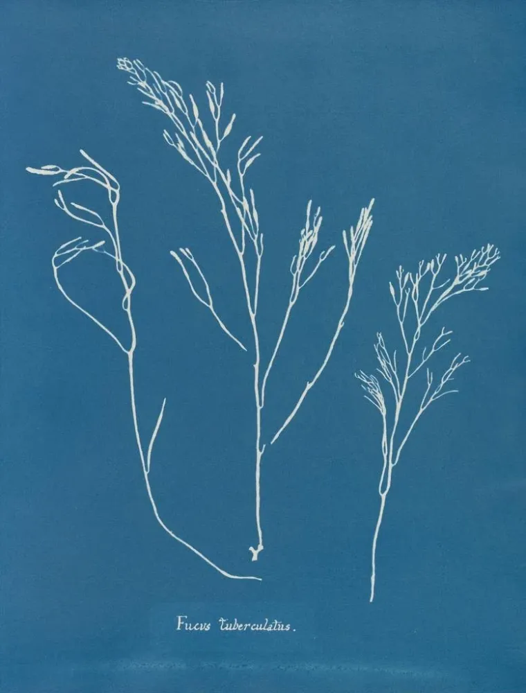 Obraz Bourdon tuberculeux - Anna Atkins | Druk artystyczny
