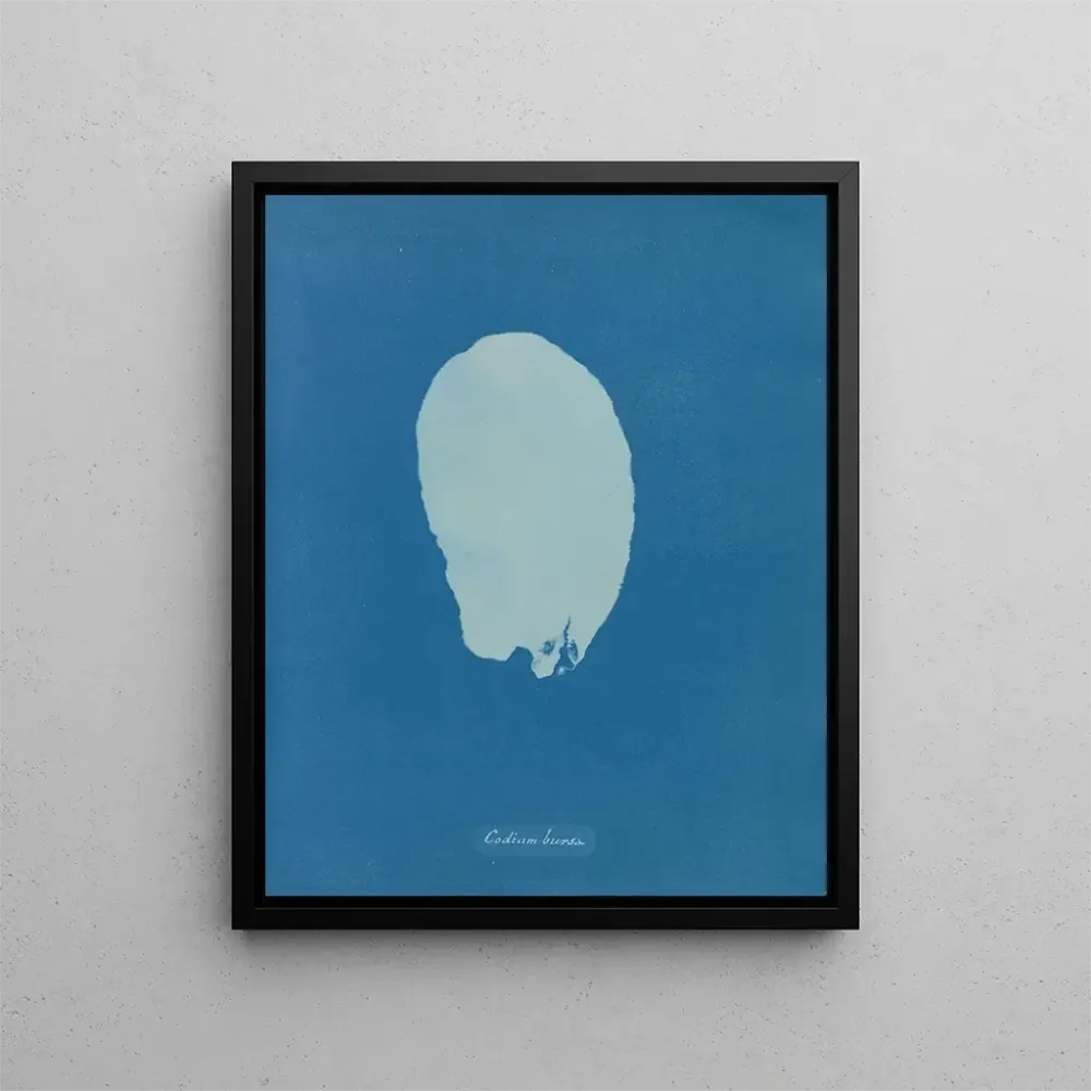 Obraz Bourse codique - Anna Atkins | Druk artystyczny
