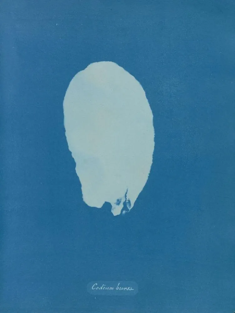 Obraz Bourse codique - Anna Atkins | Druk artystyczny