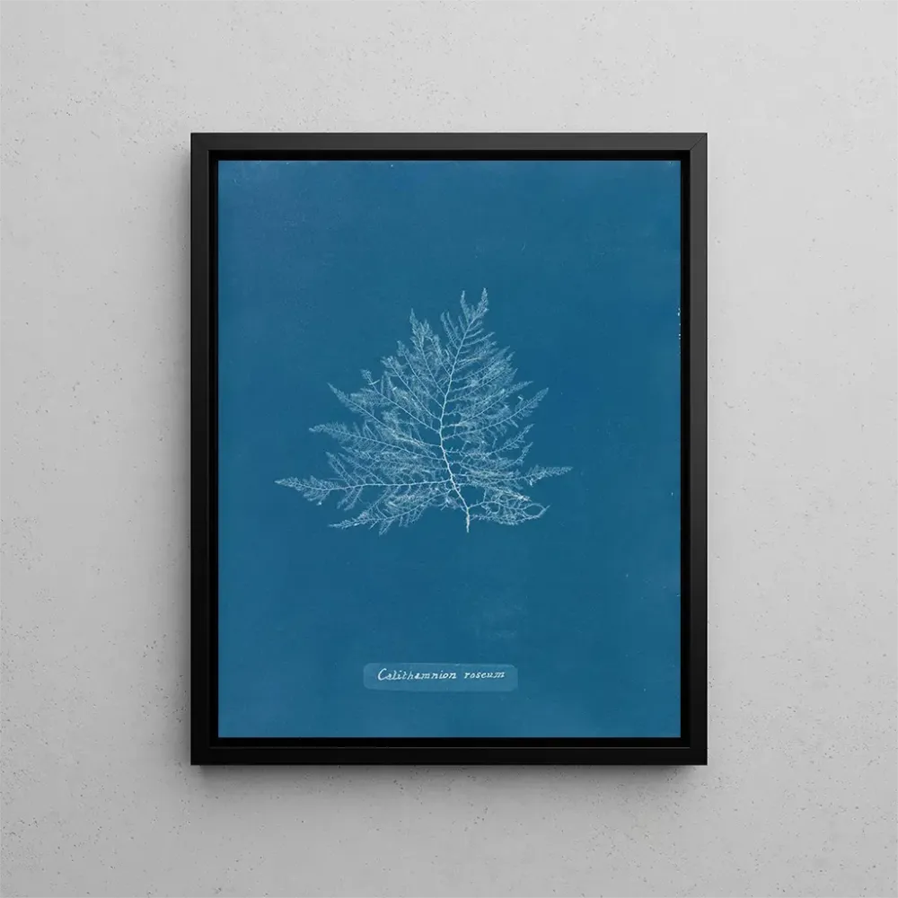 Obraz Róży Callithamnion - Anna Atkins | Druk artystyczny