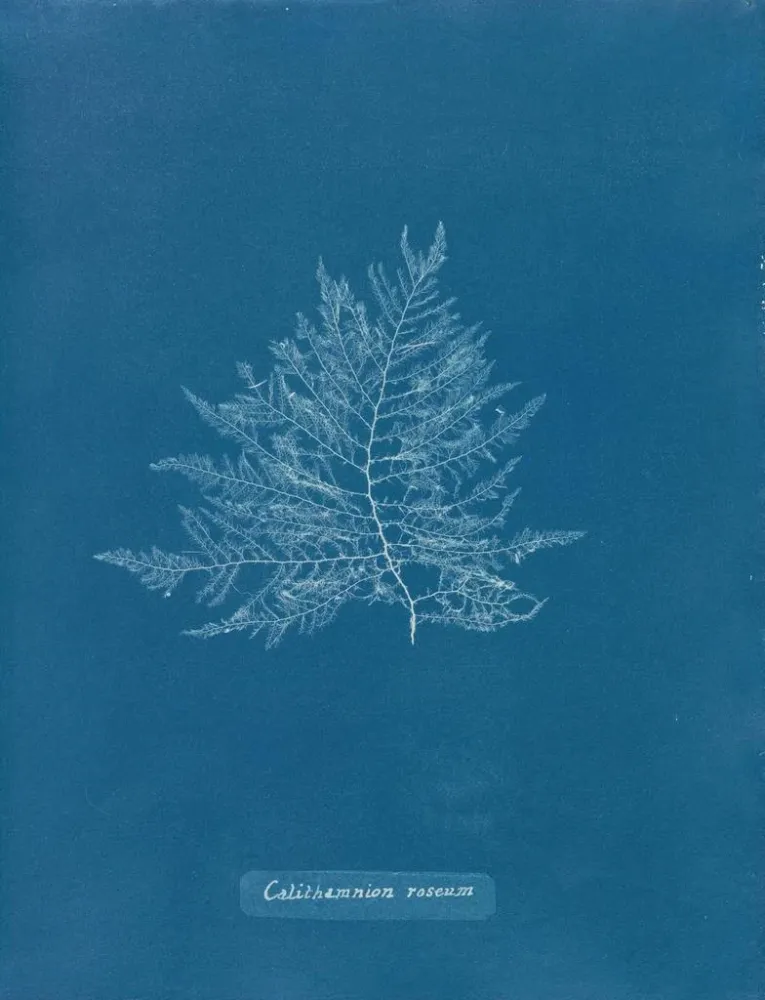 Obraz Róży Callithamnion - Anna Atkins | Druk artystyczny