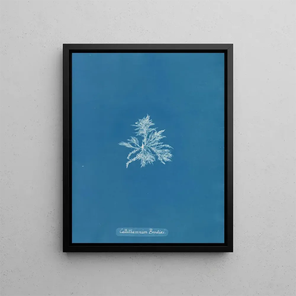 Obraz Callithamnion brodii - Anna Atkins | Druk artystyczny