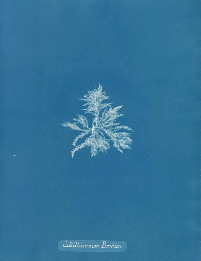 Obraz Callithamnion brodii - Anna Atkins | Druk artystyczny