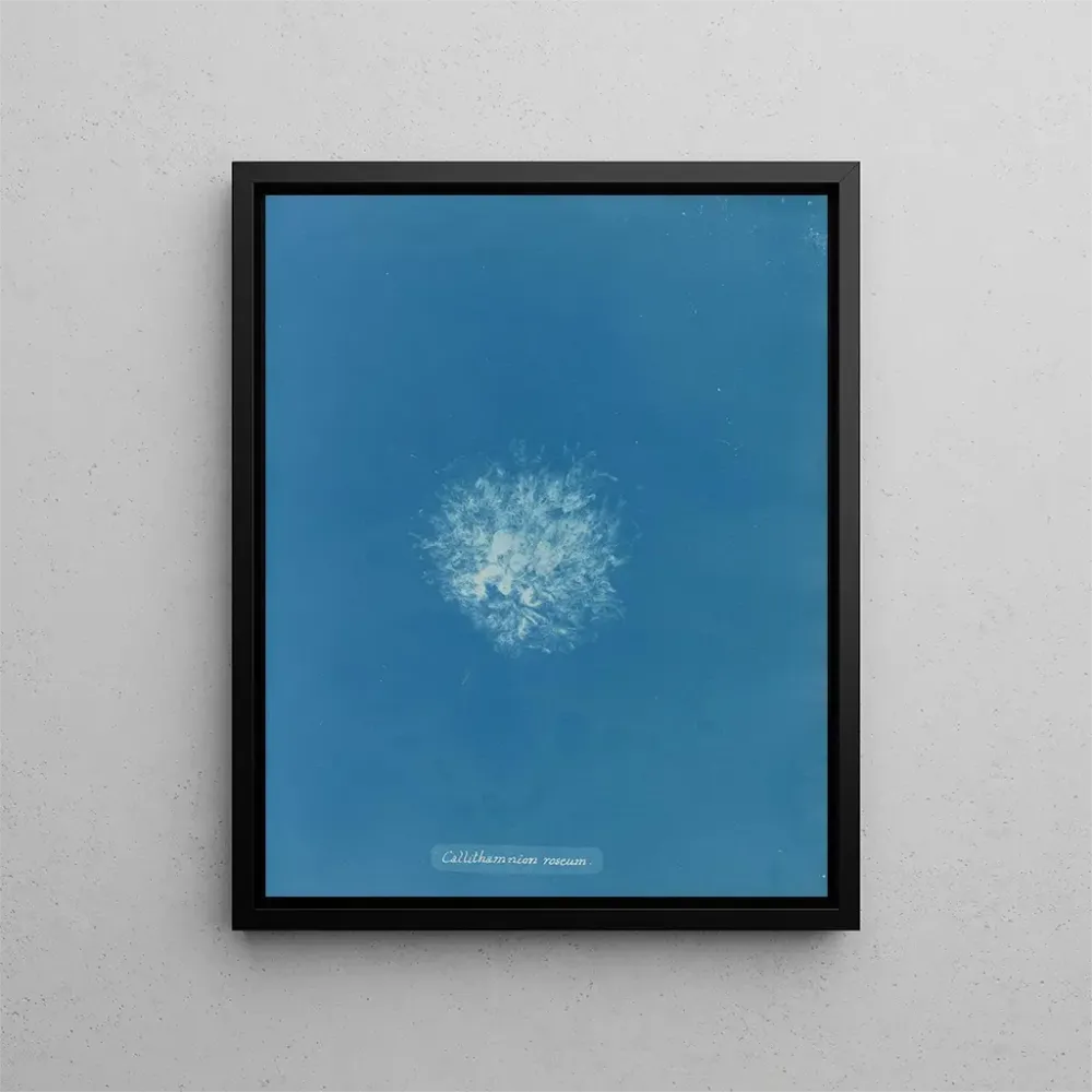 Obraz Callithamnion roseum - Anna Atkins | Druk artystyczny
