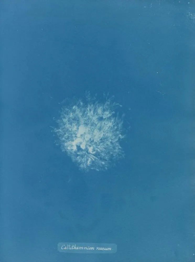 Obraz Callithamnion roseum - Anna Atkins | Druk artystyczny