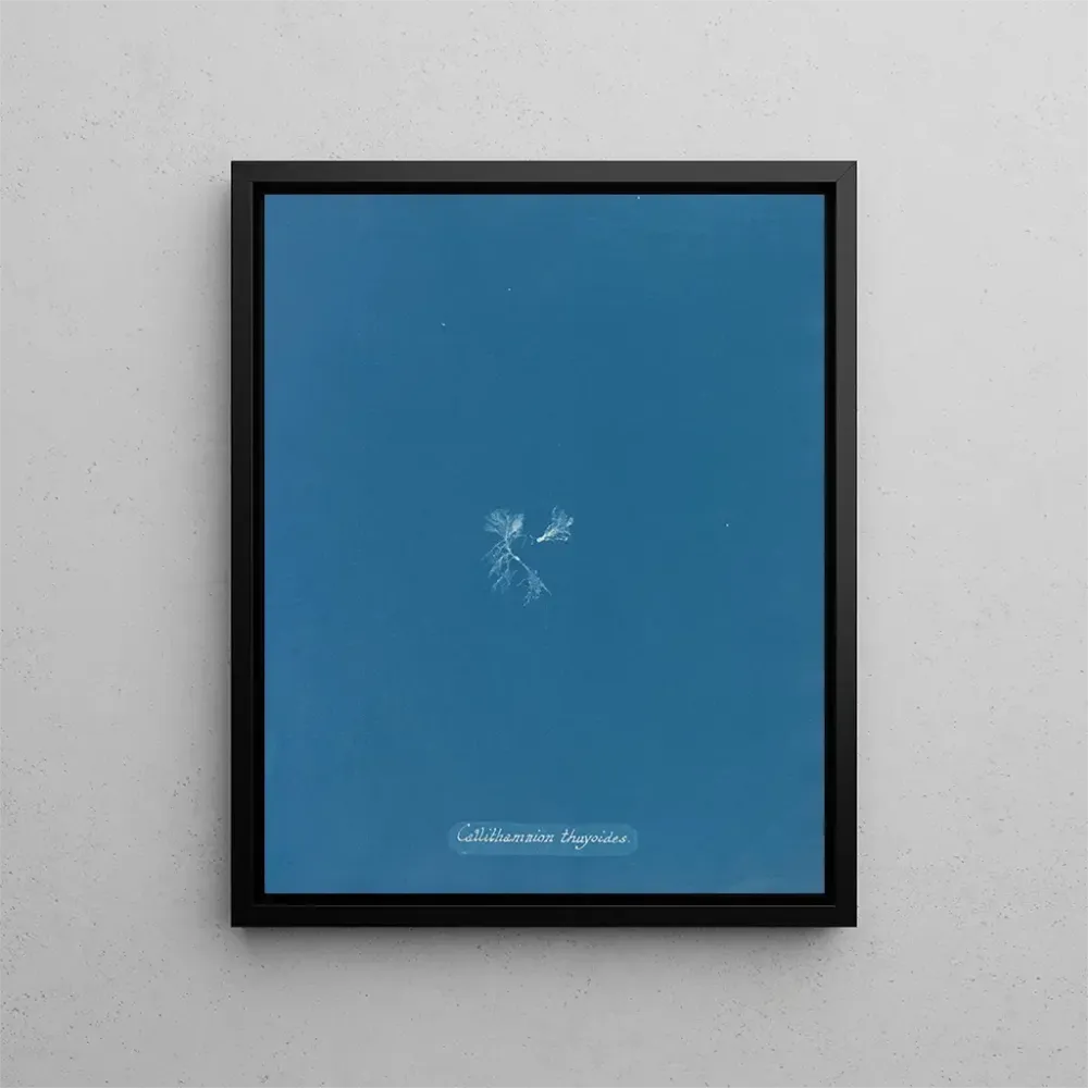 Obraz Callithamnion thuyoides - Anna Atkins | Druk artystyczny