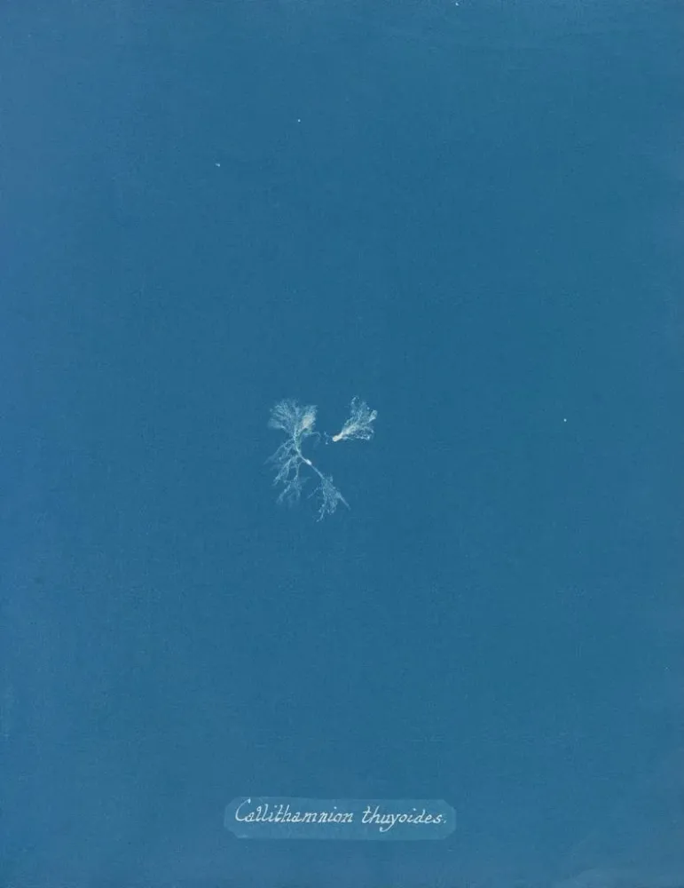 Obraz Callithamnion thuyoides - Anna Atkins | Druk artystyczny