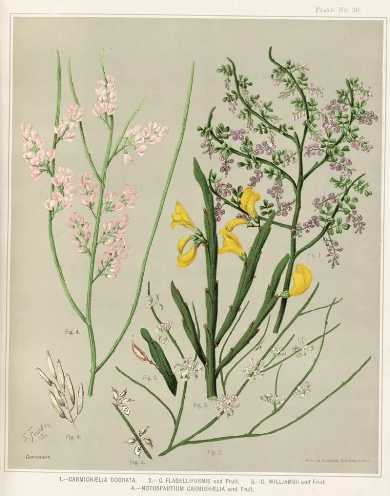 Obraz 1 Carmichaelia odorata 2 C Flagelliformis et fruit 3 C Williamsii et fruit 4 Notospartium carmichaelia et fruit Plan...
