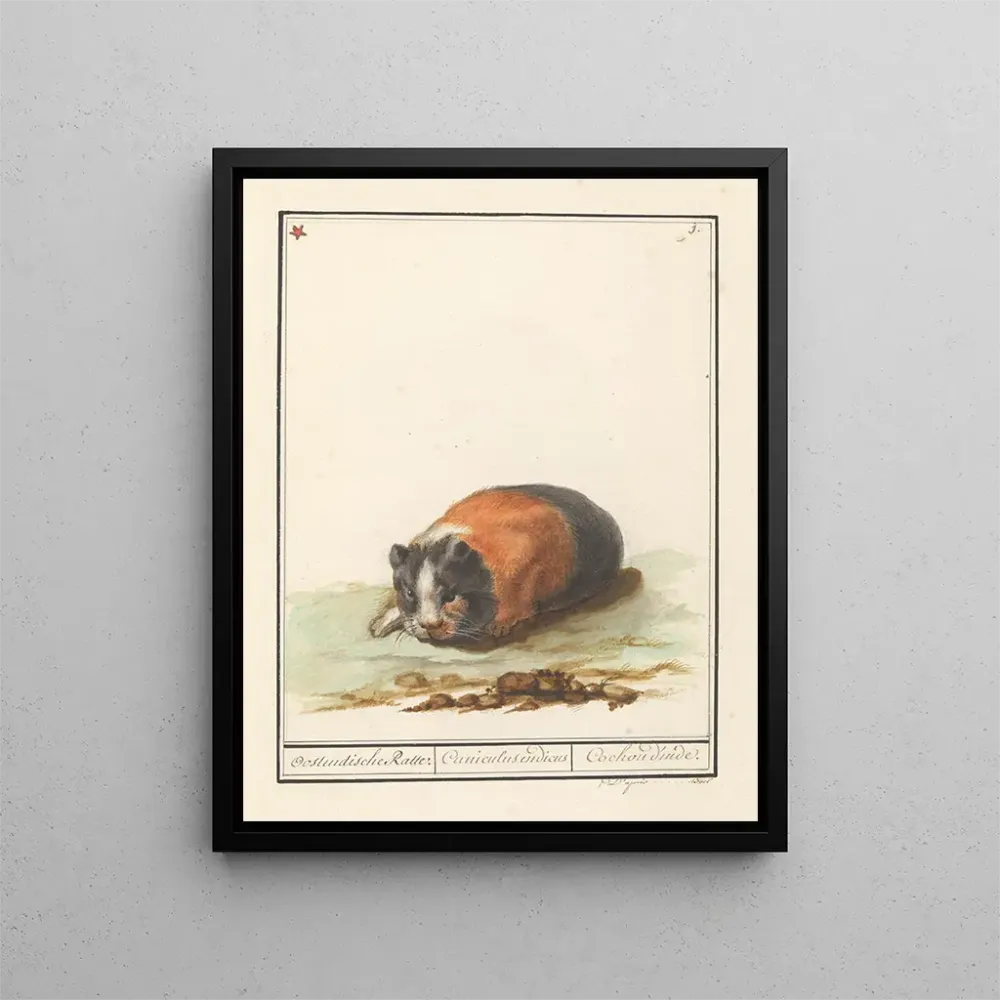 Obraz Cavia Cavia Oostindische Ratte Cuniculus indicus Cochon d'Inde - Anselmus Botius de Boodt | Druk artystyczny
