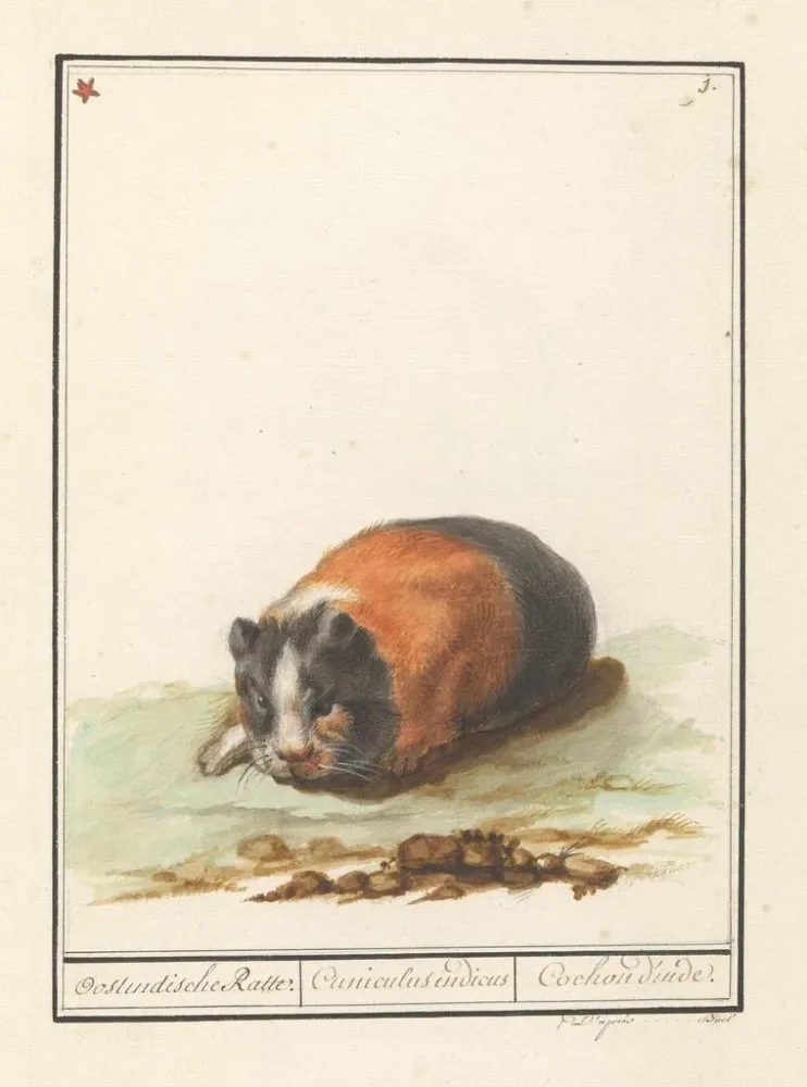 Obraz Cavia Cavia Oostindische Ratte Cuniculus indicus Cochon d'Inde - Anselmus Botius de Boodt | Druk artystyczny