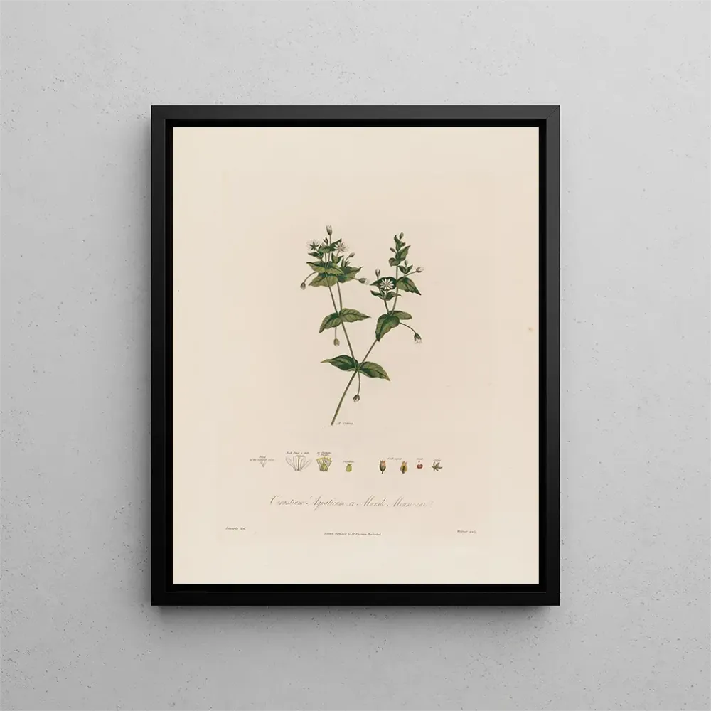 Obraz Cerastium aquaticum ou cerastium des marais - Robert John Thornton | Druk artystyczny