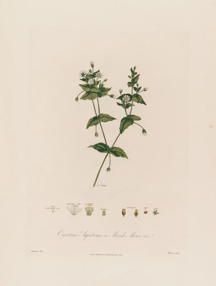 Obraz Cerastium aquaticum ou cerastium des marais - Robert John Thornton | Druk artystyczny