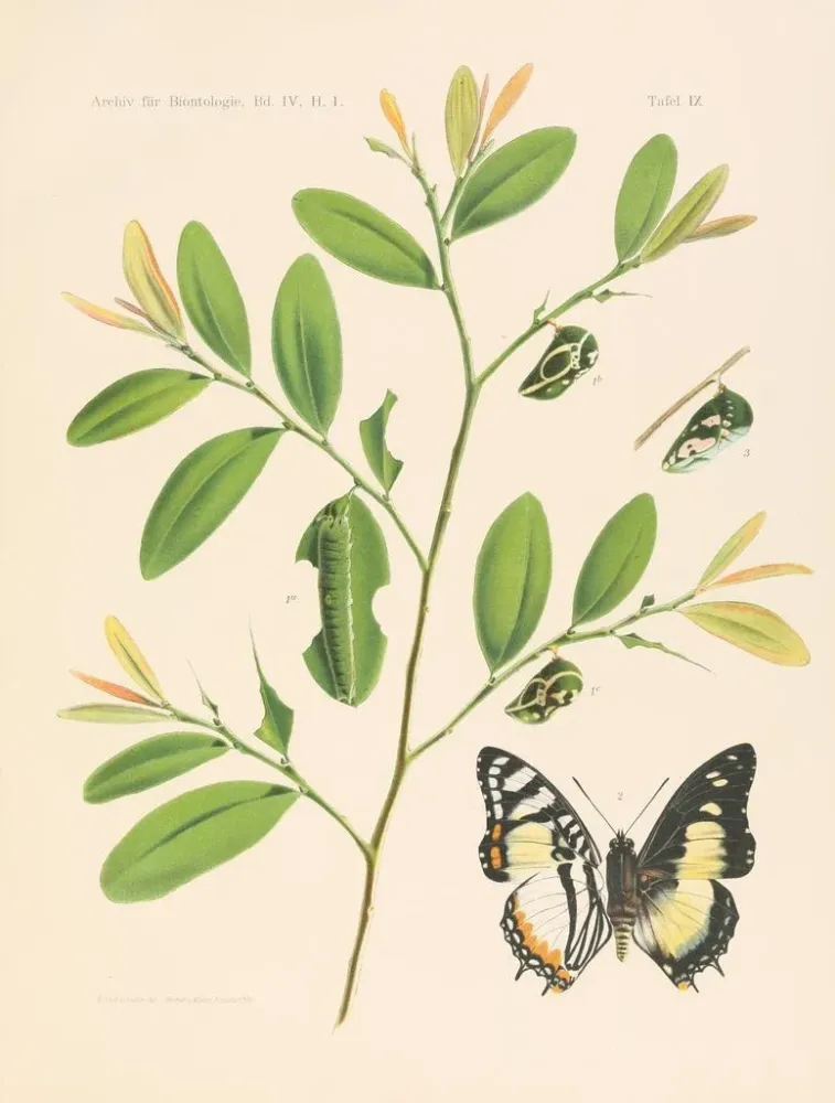Obraz Charaxididae i Apaturidae z kolonii Kamerunu, pl. 1 - Arnold Schultze | Druk artystyczny